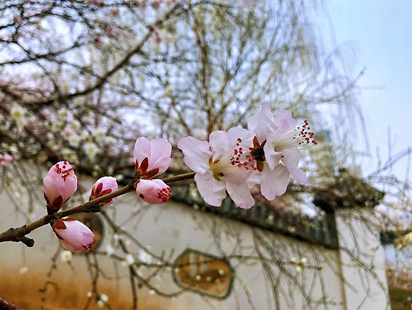 静海区检察院：王幽洋摄影作品《繁花》